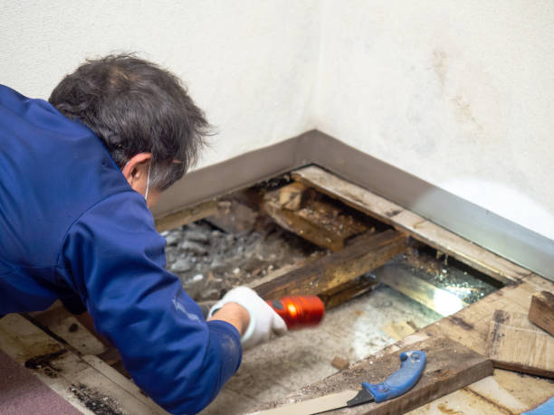 Best Commercial Mold Removal  in Faxon, PA