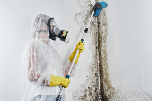 Best Affordable Mold Removal  in Faxon, PA