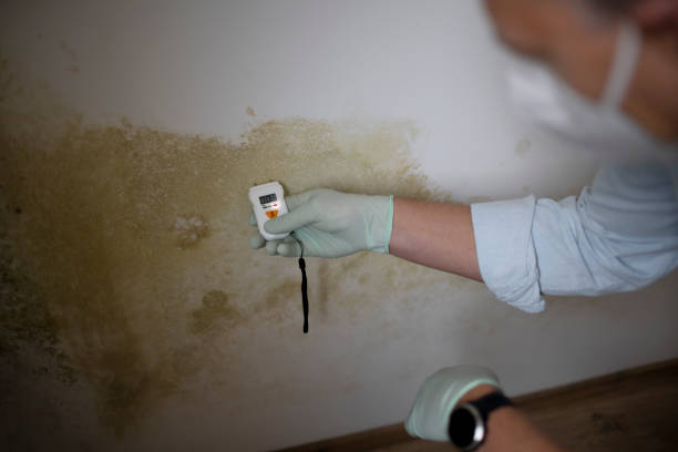 Best Professional Mold Removal  in Faxon, PA