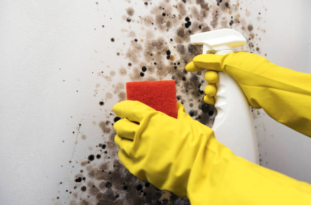 Best Office Mold Removal Services  in Faxon, PA