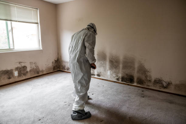 Best Mold Removal Specialists  in Faxon, PA